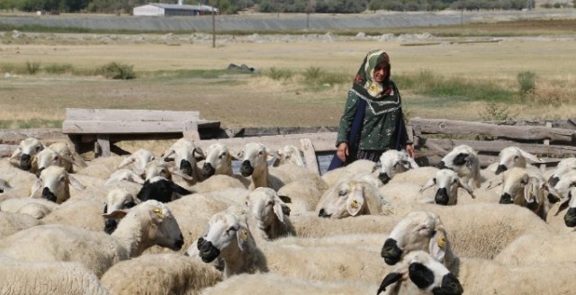 Sınırdaki hayvan otlatma izni uzatıldı