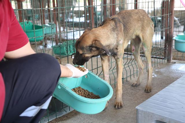 Zehirlenen köpekler tedavi altına alındı