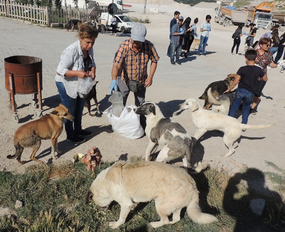 Amanos ta terk edilen köpeklere hayvanseverler sahip çıktı