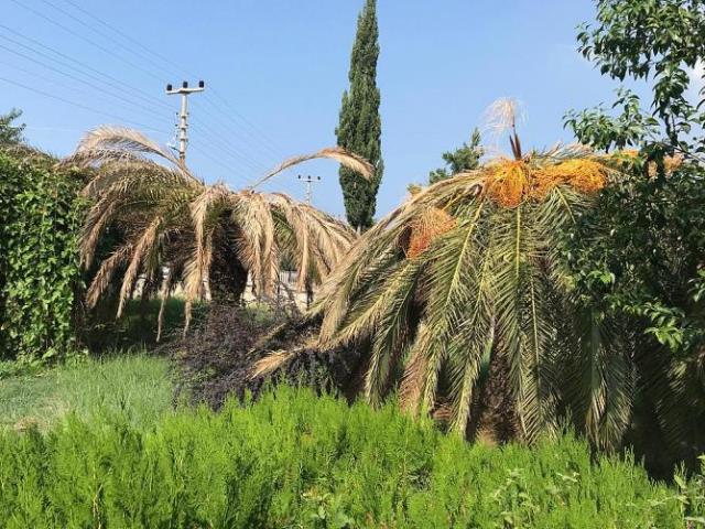 Palmiye ve hurma ağaçları Kırmızı Böcek kıskacında