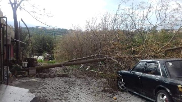 Fırtına ağaçları kökünden söktü