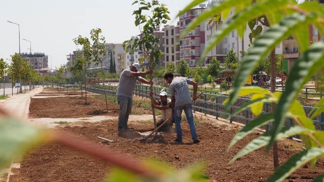 3 ilçeye çınar ağaçları dikiliyor