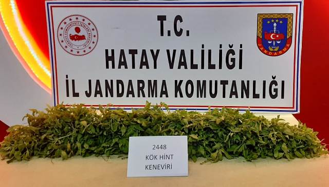 Ormanlık alanda Hint keneviri yetiştirdiği iddia edilen zanlı yakalandı