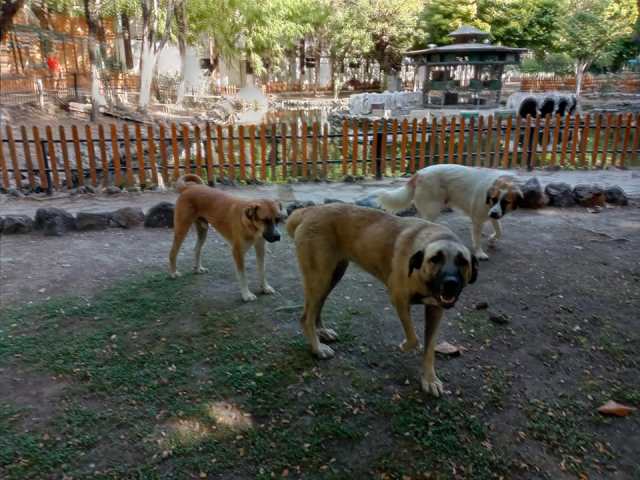 Sokak köpekleri kadına saldırdı