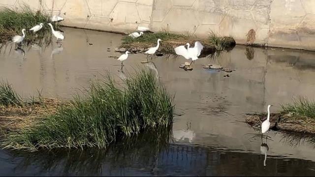 Burası Manyas Kuş Cenneti değil Feyezan kanalı