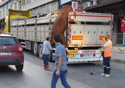 40 yıl sonra gelen şampiyonluk