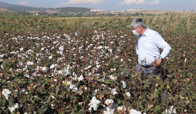 Vali Doğan pamuk hasadına katıldı