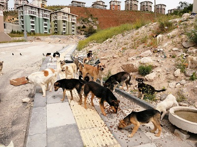 Samandağ da 7 sokak köpeğinin zehirlendiği iddiası