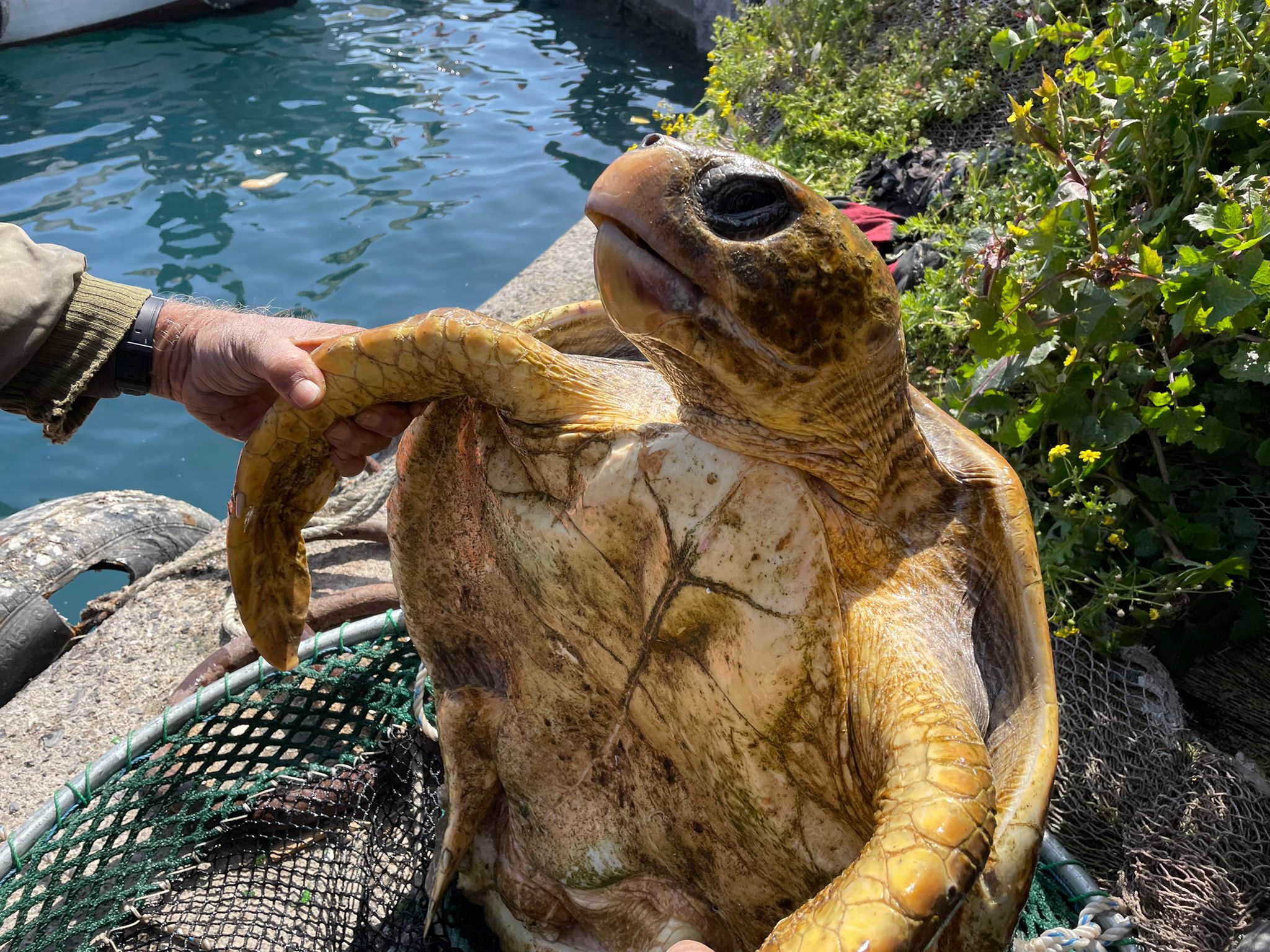 15 kilo 660 gram esrar ele geçirildi