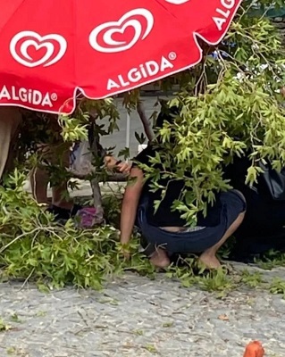 Musa ağacından düşen dal, ziyaretçiyi hastanelik etti