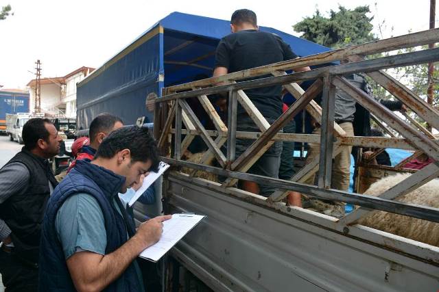 Altınözünde genç çiftçilere hayvan dağıtımı yapıldı