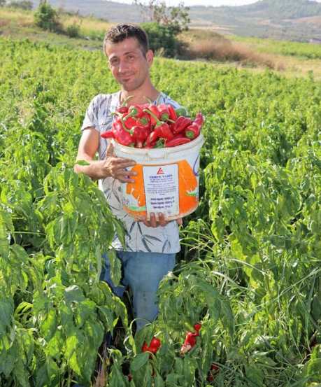 Kırmızı közlemelik biberler rağbet görüyor