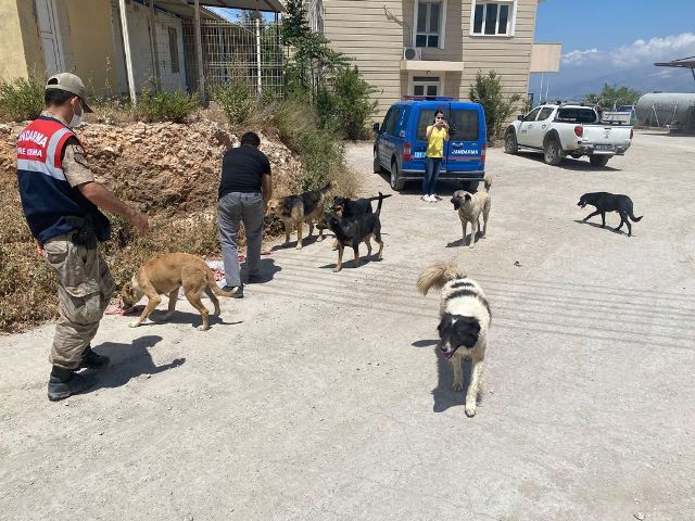 Hatay jandarma Sokak Hayvanlarını besledi