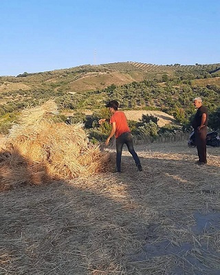 Amik Ovasında hasat zamanı