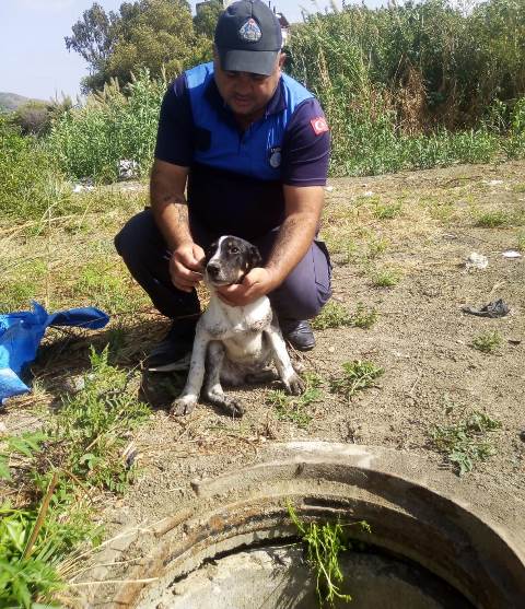 Kanalizasyona düşen yavru köpeği zabıta kurtardı