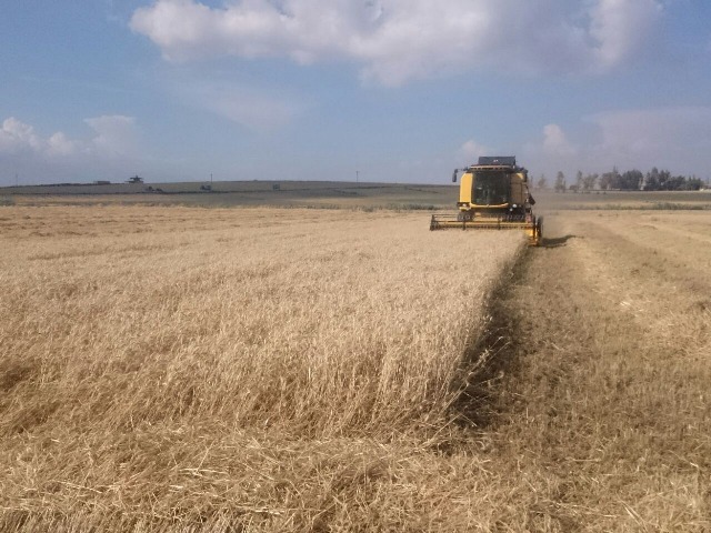 Amik Ovasında Buğday hasadı başladı