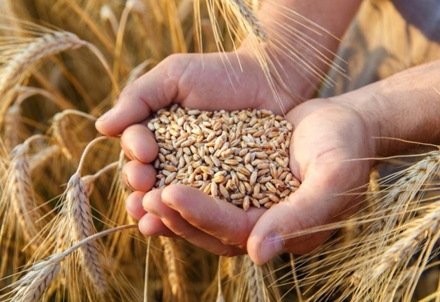 Payas ilçesinde Yılın ilk buğdayı hasat edildi 