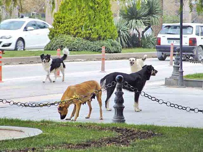 Başıboş köpekler yoldan geçenlere zor anlar yaşatıyor