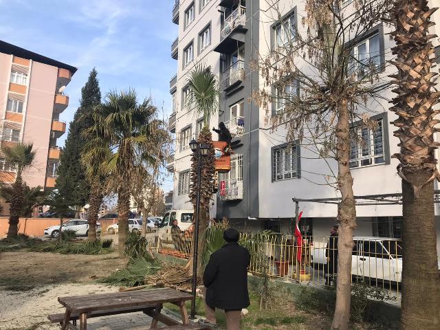 Antakya genelindeki ağaçların bakım yapılıyor