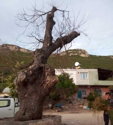 Asırlık ağaç kurudu