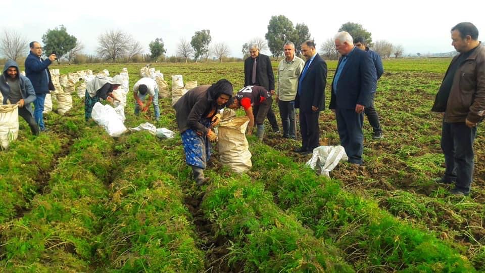 Amik Ovasında havuç hasadı sürüyor