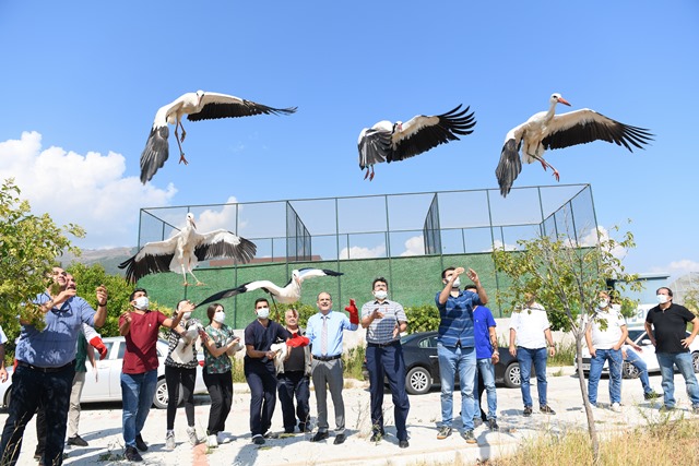 Hatay da tedavi edilen 12 yabani hayvan doğaya salındı