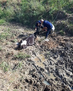 Bataklığa saplanan inek itfaiye ekiplerinin yardımıyla kurtarıldı