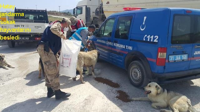 Hatay jandarma sokak hayvanlarını besledi