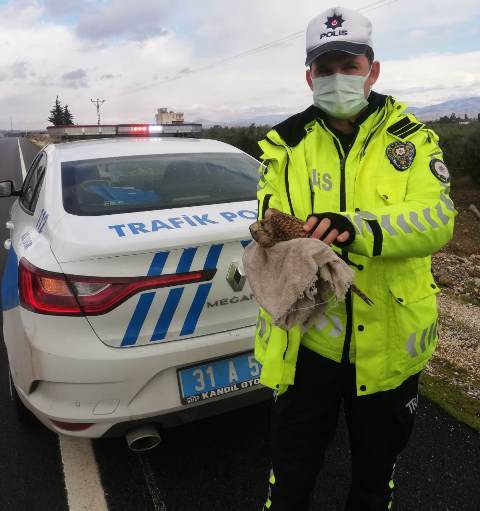 Trafik polislerinin bulduğu yaralı atmaca tedaviye alındı