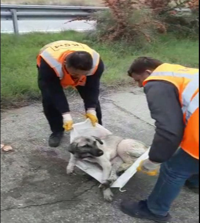 Karayolları işçileri köpeğe sahip çıktı