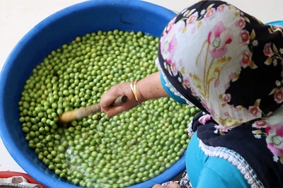 Yeşil zeytinin gözdesi, Halhalı zeytin 