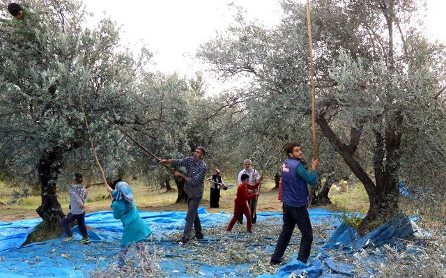 Altınözün de zeytin hasadı sona erdi