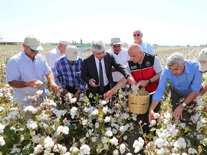 Bakan Kirişçi, Hatay’da pamuk hasadına katıldı