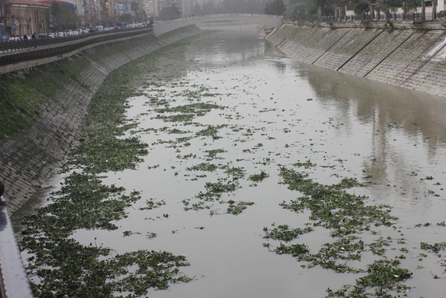 Asi nehri yeşile büründü