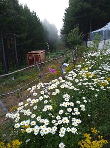 Amanoslar tüm güzelliklerini sergiliyor