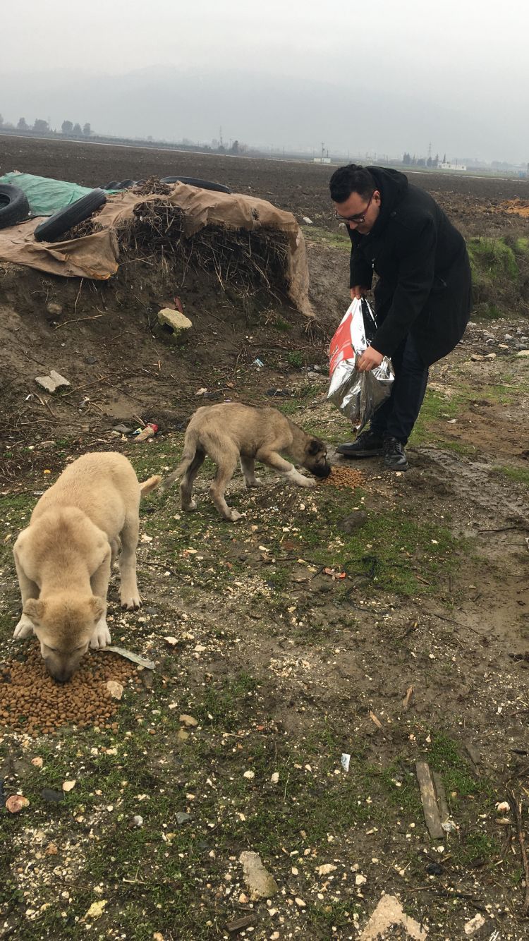 CHP li gençler sokak hayvanlarını unutmadı