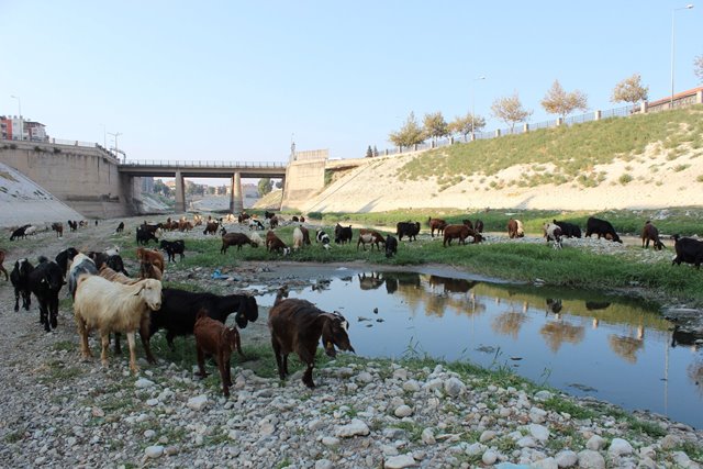 Suyu çekilen Asi Nehri hayvanların mekanı oldu