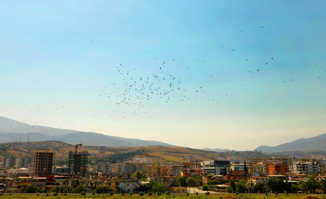 İSTE semalarında göçmen kuşlar