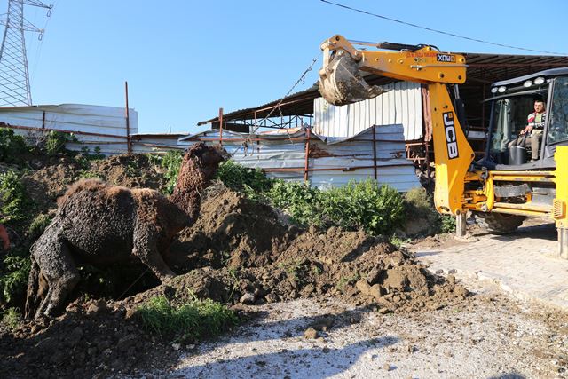 HBB İtfaiye ekipleri su kanalına düşen deveyi kurtardı 