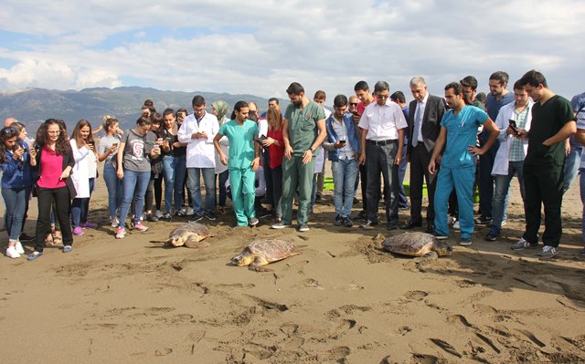 Deniz kaplumbağaları doğal ortamlarına bırakıldı