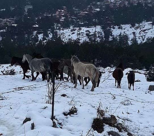 Hatay dahil 5 ilde yaban hayvanlarına yem bırakılıyor