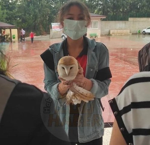 Peçeli Baykuş sınıfın camına çarptı