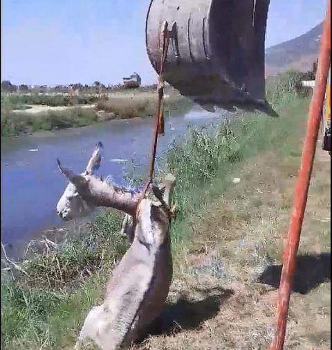 Eşek ikinci kez sulama kanalına düştü