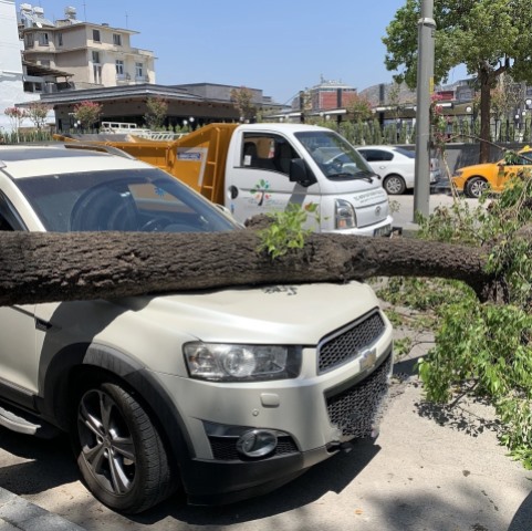 Park halindeki aracın üzerine ağaç devrildi