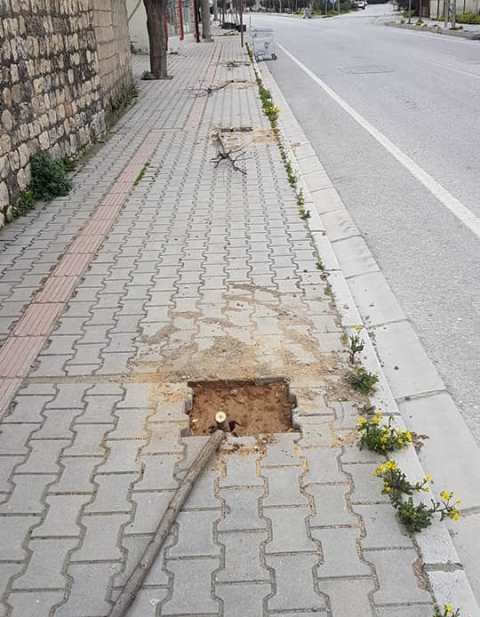 Ağaçları testere ile keserek zarar verdiler