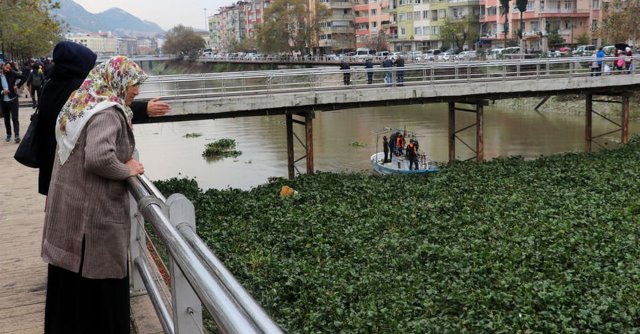 Asi Nehri yine sümbüllerin işgali altında