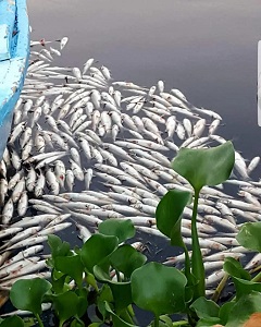 Samandağ Asi Nehri ile denizin buluştuğu noktada balık ölümleri yaşandı