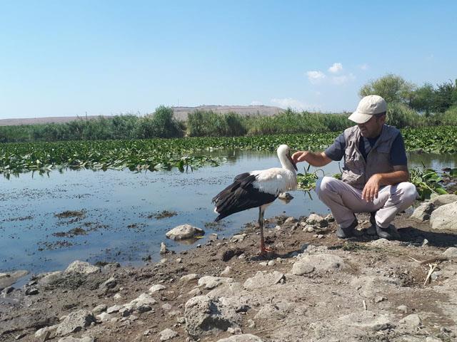 Tedavisi biten Leylek doğaya bırakıldı