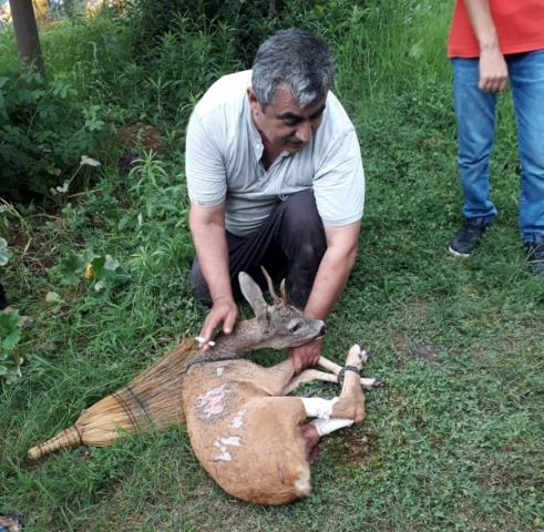 Yırtıcı hayvanlardan kaçan Geyike vatandaşlar sahip çıktı