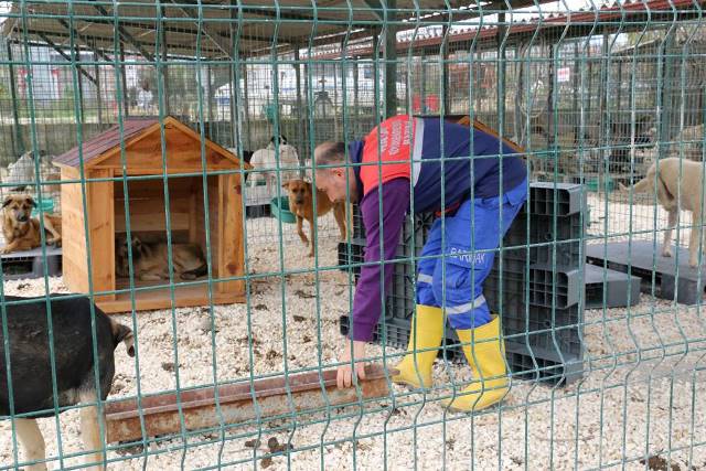 Sessiz dostlarımız barınakta çok mutlu 